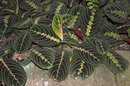 Prayer plant
